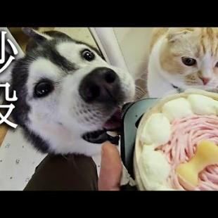 お誕生日でケーキを見た瞬間こうなっちゃいました...