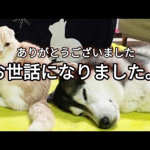 子猫が引っ越ししたらハスキー犬達がこうなった...