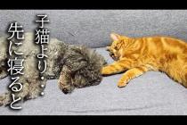 犬が子猫より先に寝るとこうなります...