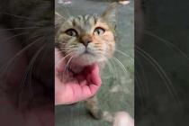 Tabby cat loves to be petted #tabby #cat #cats #catshorts #shorts #cute #kitten #catlovers