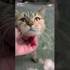 Tabby cat loves to be petted #tabby #cat #cats #catshorts #shorts #cute #kitten #catlovers