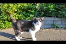 海岸通りで出会った猫ちゃんが激しくナデナデを要求してきた