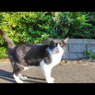 海岸通りで出会った猫ちゃんが激しくナデナデを要求してきた