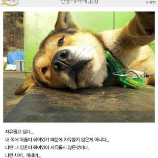 개허세 레전드