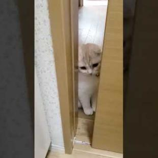 夜中にトイレに行くと寝ぼけながらついてくる猫がかわいすぎた...笑#shorts