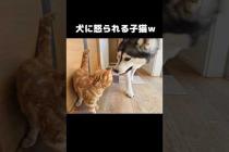 犬に怒られる子猫...笑#shorts