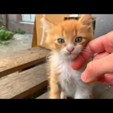 🐾💞 Homeless Kittens Waiting for Me Every Day... Your Heart Will Melt!