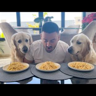 Spaghetti Eating Competition: My Golden Retriever Dogs vs. Me