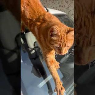 Friendly Orange cat talking to me, meow #shorts #cat #kitten #animals #cats #kittens