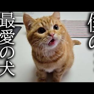 犬を預けたら大声で泣いて探し回る子猫がこちらです...