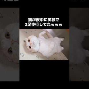 猫が夜中に笑顔で２足歩行してた...笑#shorts