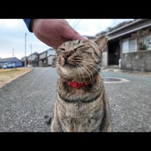 福岡県の猫島、相島で出会う猫は大体人懐っこい