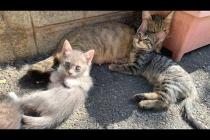 😂🐈 Naughty Babies Trying to Catch Their Mother's Tail!