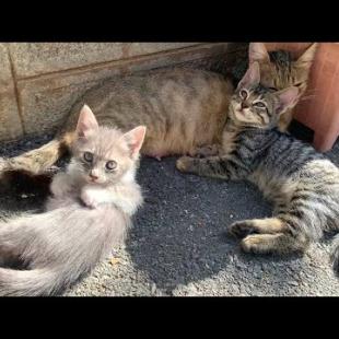 😂🐈 Naughty Babies Trying to Catch Their Mother's Tail!