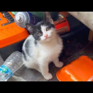 Little kitten and her family live in a truck bed, so cute