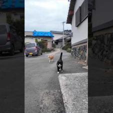 漁港近くの石のベンチに行くとハチワレちゃんといつもの茶トラ猫軍団の一人がやってきた #ImpressedCatVideo #catisland #猫