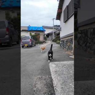 漁港近くの石のベンチに行くとハチワレちゃんといつもの茶トラ猫軍団の一人がやってきた #ImpressedCatVideo #catisland #猫