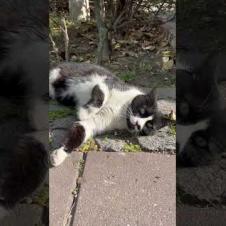 🐱✨ Masked cat understands that I love her and puts on a show #shorts #cat #cats #videos